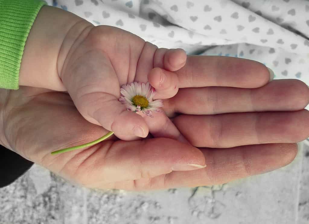 Mână de copil cu o floricică în mână de adult, care demonstrează legături de familie.